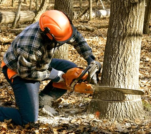 Tree Removal in Belvidere, NJ